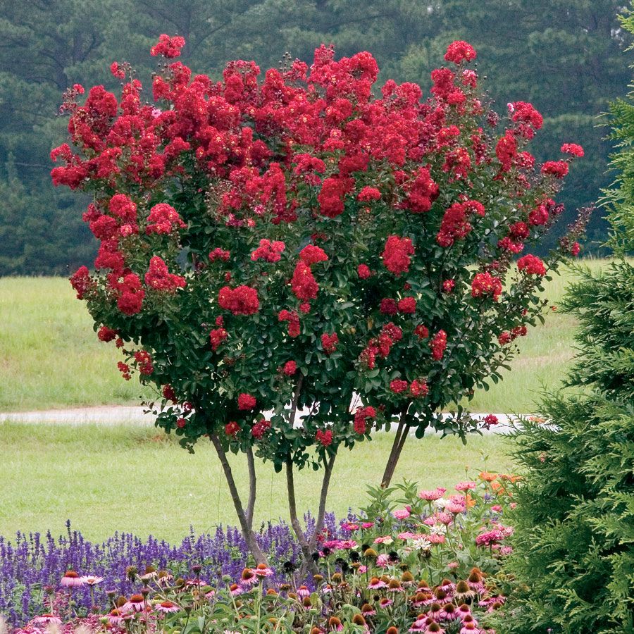 Lagerstroemia indica 'Red Rocket'